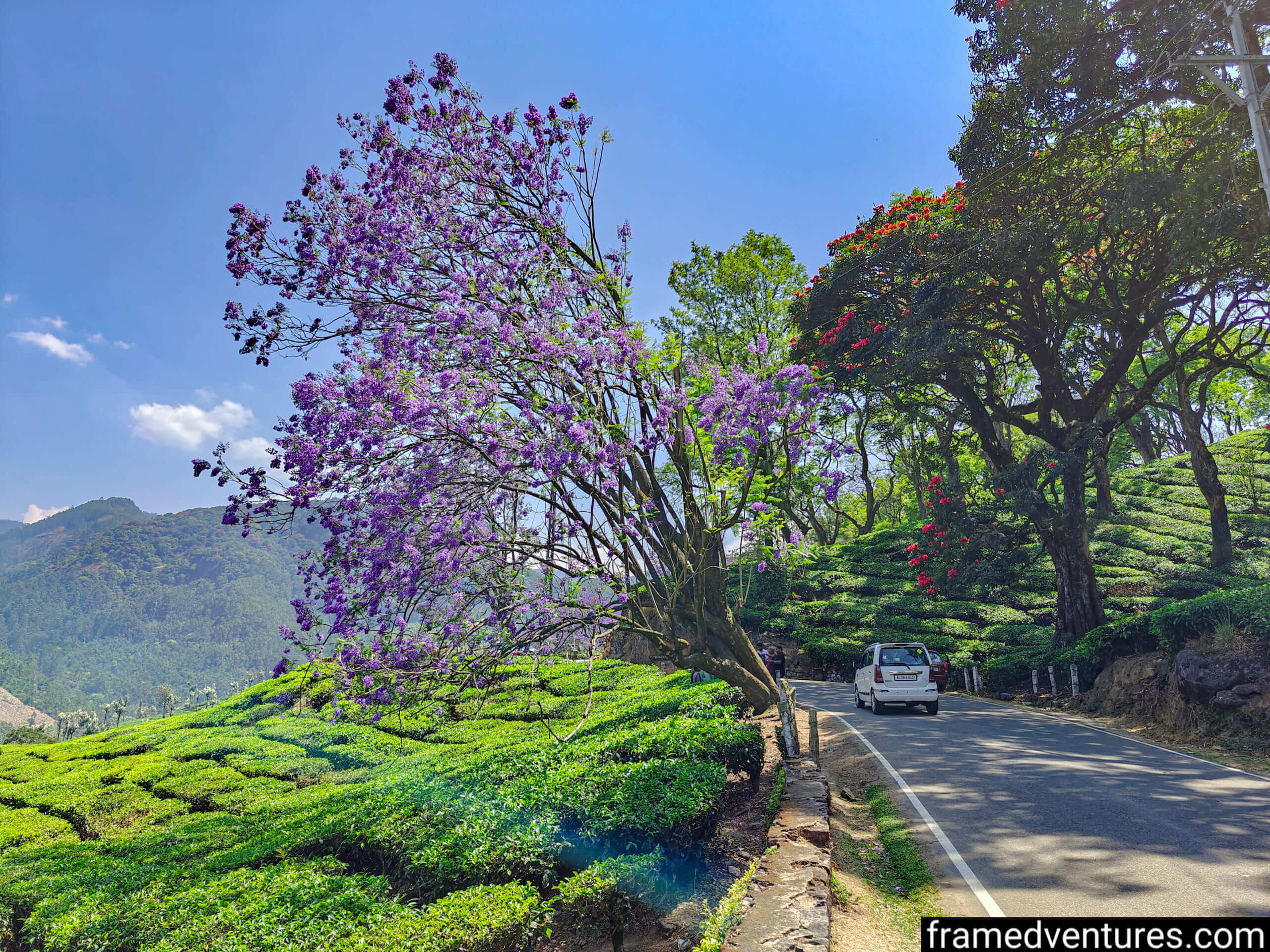 A Jacaranda tree on a roadside in Munnar
