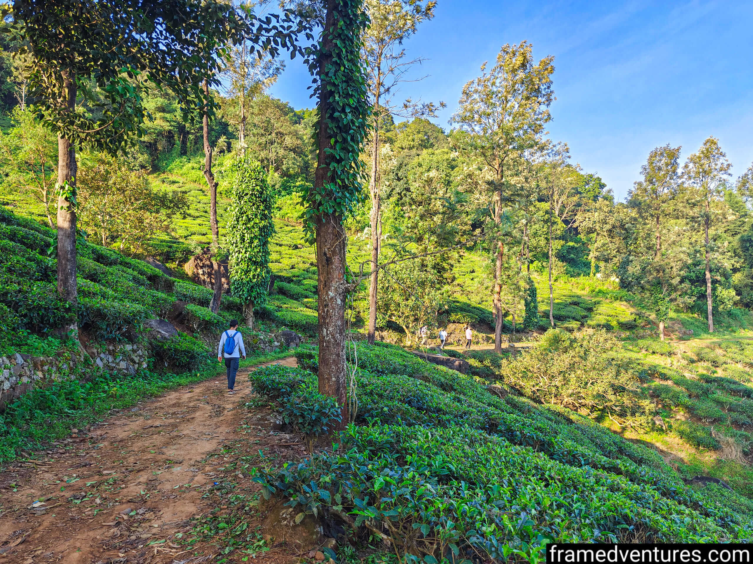 A person trekking through a tea plantation near Chembra Peak Framedventures