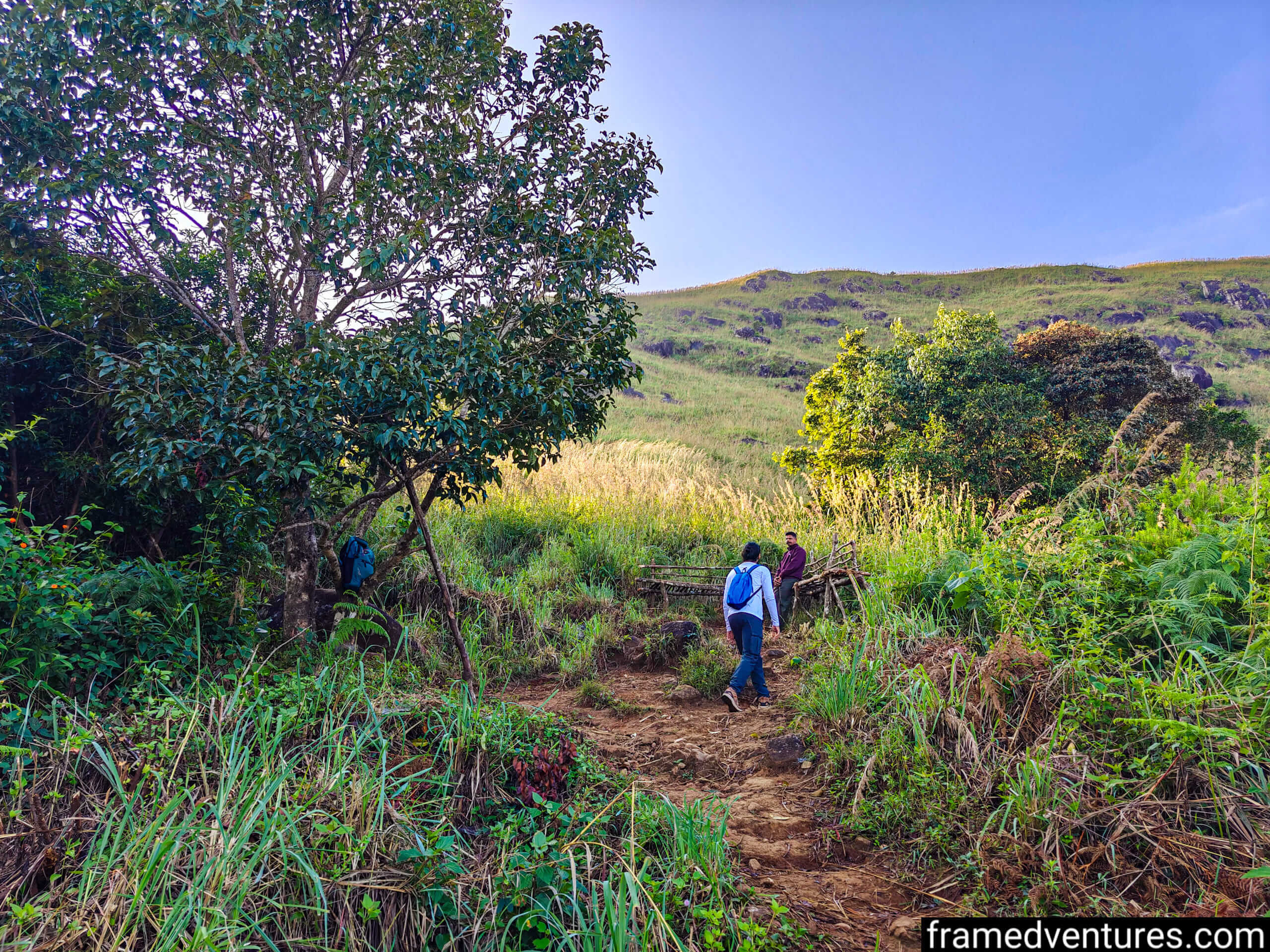 A person trekking through an open forest near Chembra Peak Framedventures