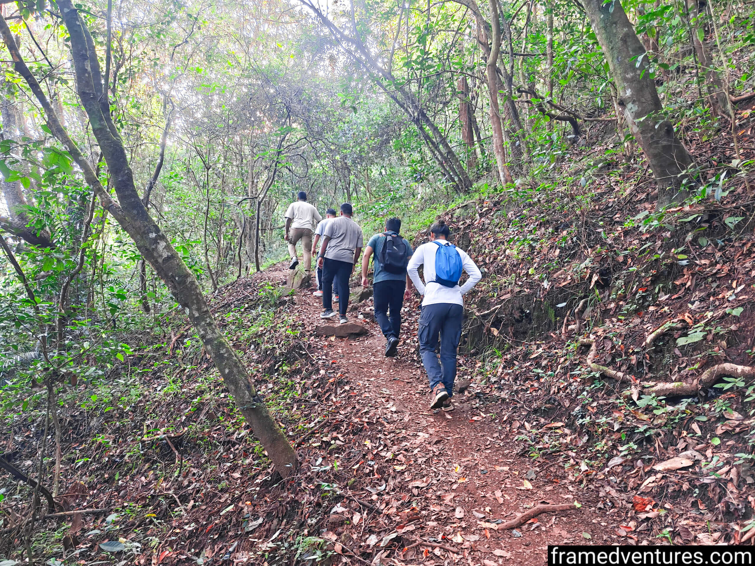 Few people trekking through a forest near Chembra Peak Framedventures