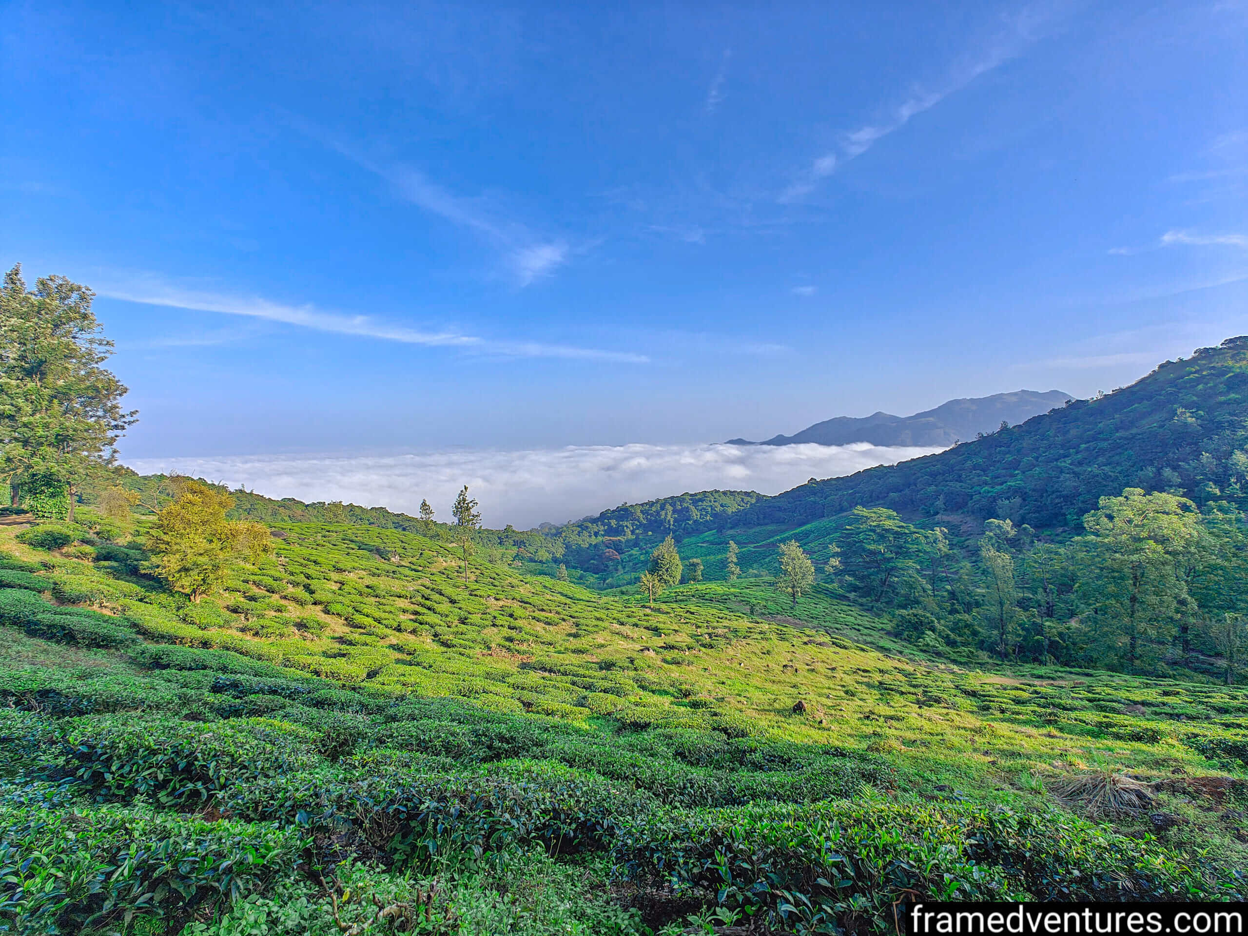 Tea plantations near Chembra Peak with blue skies and clouds in the background Framedventures