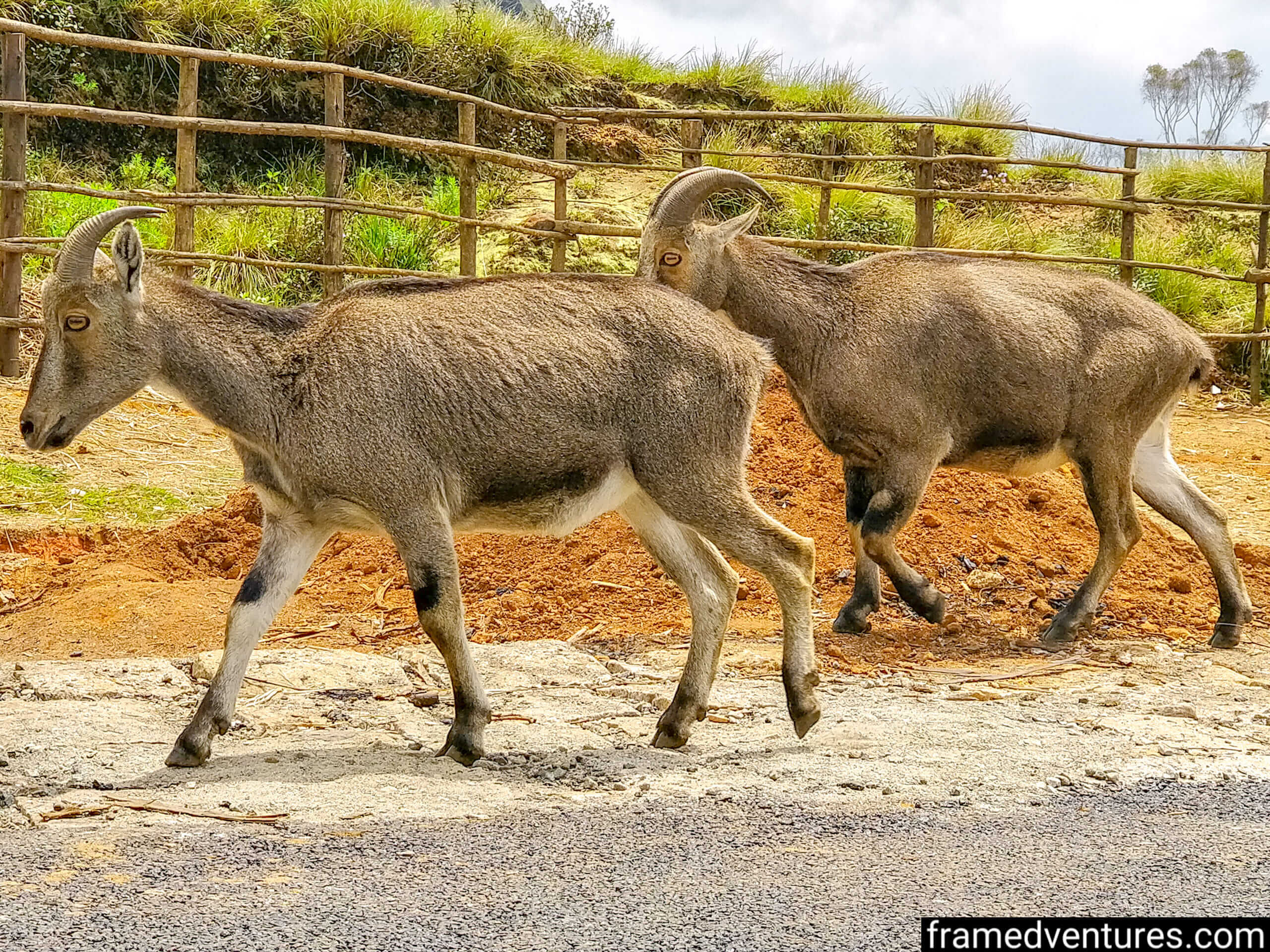 Two Nilgiri Tahrs at Eravikulam National Park in Munnar