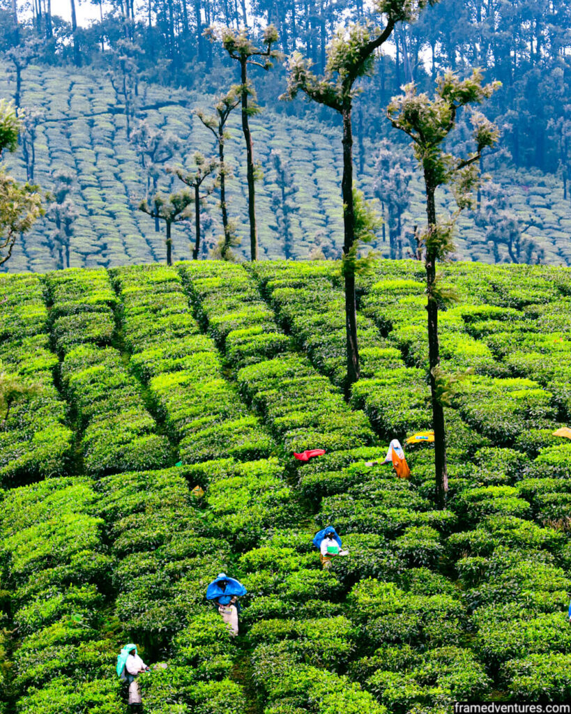 tea plantation in valparai