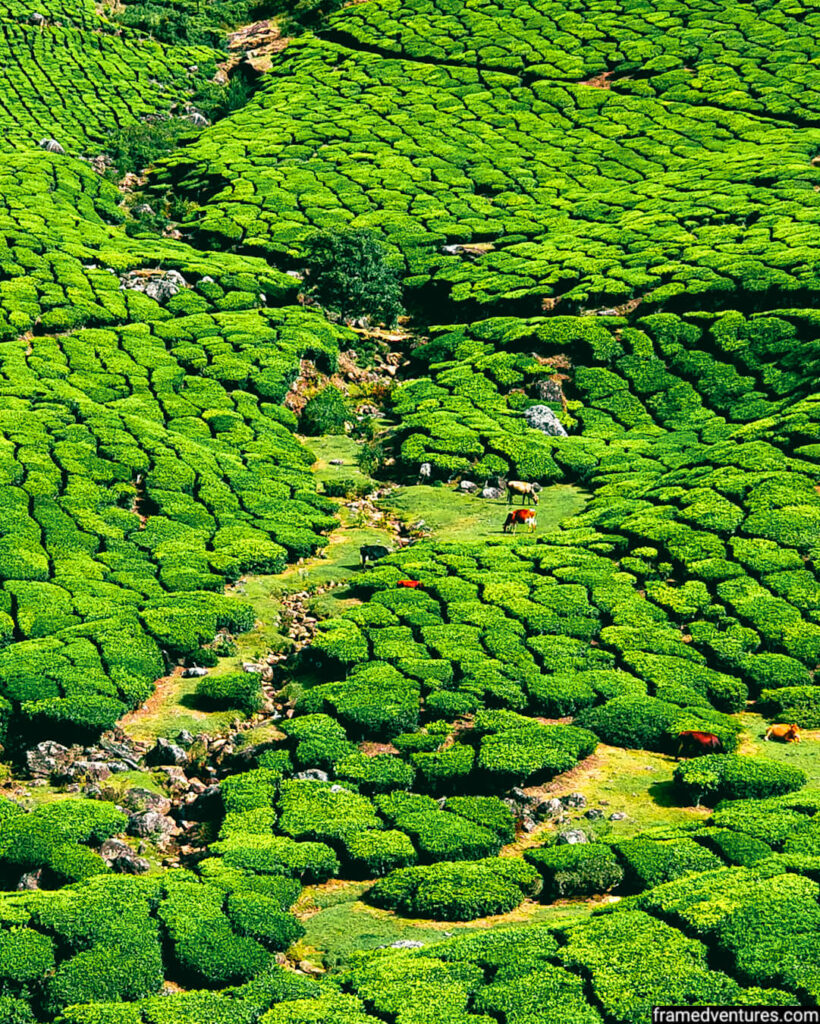 tea plantation near kolukkumalai