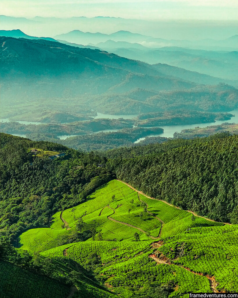 tea plantation of kolukkumalai